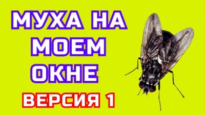 ▶️ Песня — Муха на моем окне . ⏩ Слушать. Песня в машину. Хит. Премьера. Песня. Музыка. STUDIO SPRIO